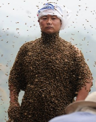 【专家解答】蜜蜂是不管什么人都会蛰的,它不蛰养蜂人,是因为养蜂人